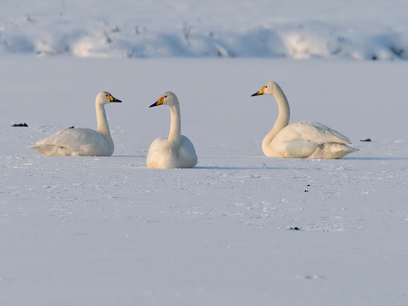 Cygnus cygnus Wilde Zwaan (&Kleine zwaan) Whooper Swan